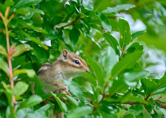 木の上で休むシマリス