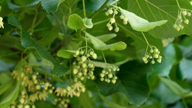 Tilia cordata tree branch with linden flower buds and green lush leaves in summer day. Biodiversity in wild nature. Healing tea ingredient