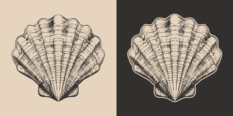 Vintage retro engraving woodcut style sketch draw paint of nautical marine seashell underwater creature illustration
