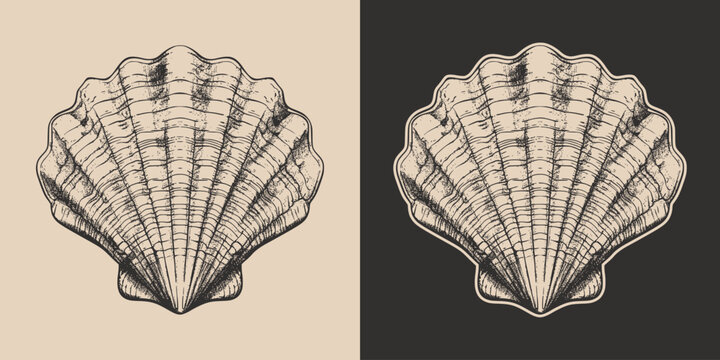 Vintage retro engraving woodcut style sketch draw paint of nautical marine seashell underwater creature illustration