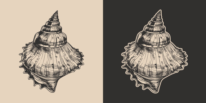 Vintage retro engraving woodcut style sketch draw paint of nautical marine seashell underwater creature illustration