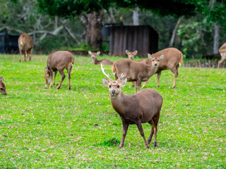 Deer with beautiful horns stands next to a female deer. In the Phu Khiao Wildlife Sanctuary, Thailand