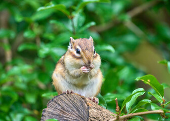 木の上でエサを食べるシマリス