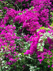 Triceratops is a common greenery plant in southern Chinese cities, a flower from Brazil that is very showy in color red or purple.