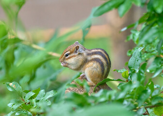 木の上でエサを食べるシマリス