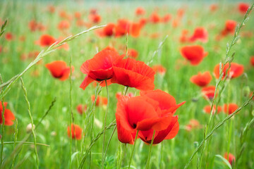 Corn poppy in a cornfield with red petals. Red splashes of color in green surroundings