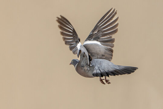 Pigeon en vol