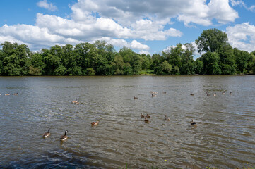 Many Canada geese ( Branta canadensis ) swimming in the water near the river bank with sky