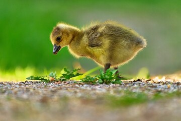 Close-up of a baby duckling pecking at the ground with a blurred green background.