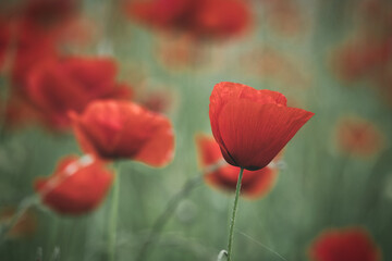 Obraz premium Corn poppy in a summer meadow with red petals. Wildflower from nature. Red splashes