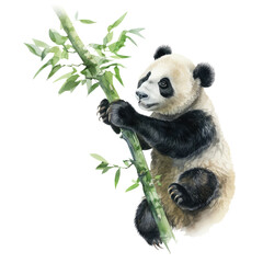 Obraz premium Panda Climbing Bamboo Tree Clipart