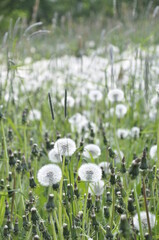 Fototapeta premium Dandelions pollinate by wite fluffy blowballs. Often seen growing in fields as yellow flowers when they bloom. Dandelion is a healthy herb.