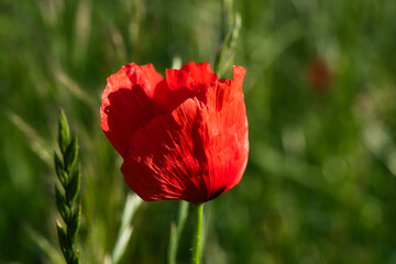 Corn poppy in a summer meadow with red petals. Wildflower from nature. Red splashes