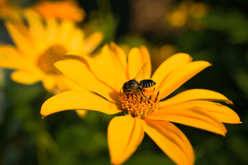 Honey bee collecting nectar on a flower. Insect photo from nature