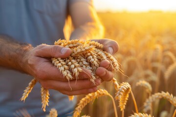 A farmer holds golden wheat in close up against a ripening field backdrop symbolizing planting and harvesting for a rich crop Rural sunset scene