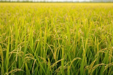 Obraz premium A wide view of yellowing rice fields in rural areas