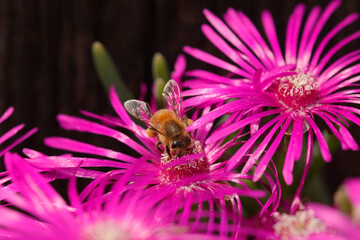 Honigbienen (Apis) auf Mittagsblume