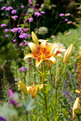 Gelbe Lilien (Lilium) im Blumenbeet 