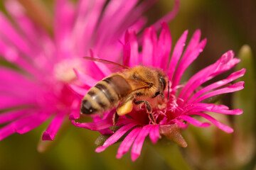 Honigbienen (Apis) auf Mittagsblume