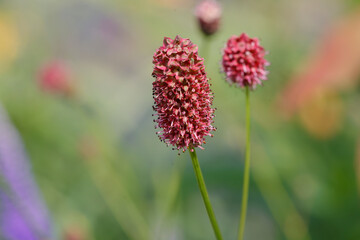 Wiesenknopf (Sanguisorba) Wildpflanze mit Blüten
