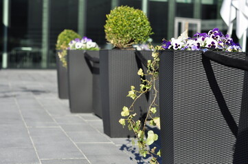 Outside restaurant with beautiful flower decorationes of pansies and box trees. Summer terrace design with modern furniture for tourists.