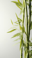 light yellow and gray green bamboo close-up feature article white space art with soft dreamy tones