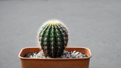  some sort of cactus in a container and concrete,