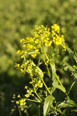 Obraz premium Bunias orientalis grows wild by the roadside and has yellow small flowers with pointed leafs. In springtime you can harvest, cook and eat it.