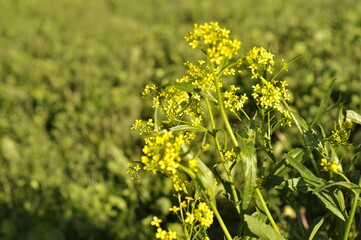 Obraz premium Bunias orientalis grows wild by the roadside and has yellow small flowers with pointed leafs. In springtime you can harvest, cook and eat it.