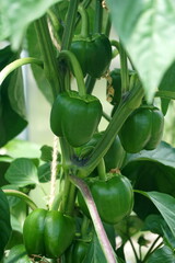 Plant of bell green pepper garden. Green bell pepper hanging on the tree in the organic garden