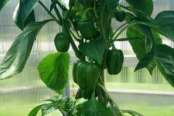 Plant of bell green pepper garden. Green bell pepper hanging on the tree in the organic garden