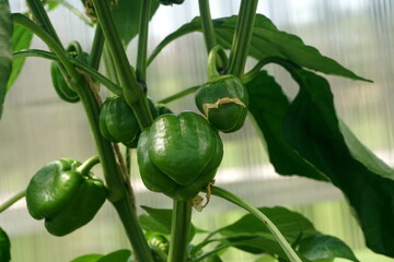 Plant of bell green pepper garden. Green bell pepper hanging on the tree in the organic garden
