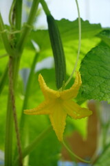 young blooming green cucumber on the garden. Cucumber (Cucumis sativus) ovary with a flower in the modern arc polycarbonate greenhouse