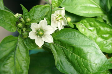White flower of sweet pepper close-up on the background of blurred green leaves on a Sunny day. pepper flower in the garden