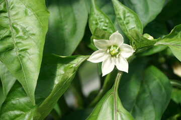 White flower of sweet pepper close-up on the background of blurred green leaves on a Sunny day. pepper flower in the garden