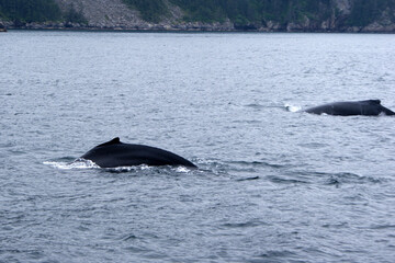 Fototapeta premium Humpback whale swimming in Alaska