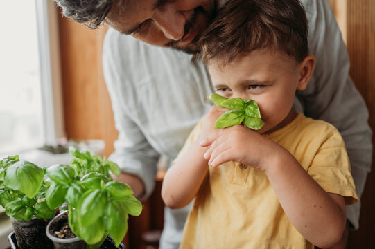 Cute boy smelling fresh basil leaves with father at home