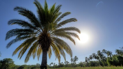 Obraz premium the sun shines down on palm trees, with blue skies behind,