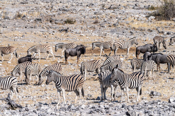 Obraz premium A group of Burchell's Plains zebra -Equus quagga burchelli- drinking from a waterhole on the plains of Etosha National Park, Namibia.