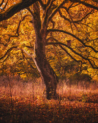 Nice autumnal scene in the forest