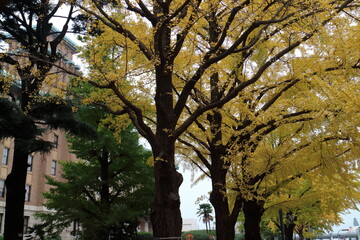紅葉が美しい横浜大通り