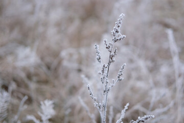 Frozen grass. Winter background, morning frost on the grass with copy space. Cold season, springtime. Mowed lawn covered with ice and hoarfrost. Green grass freezes with pieces of snow on the field