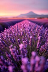 Fototapeta premium Lavender field sunset