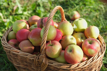Big Red Apples In Farm Basket. Wicker Basket of ripe fresh apples. Product extracted from Apple. Autumn And Harvest Concept. Apple Orchard, Harvesting. Fruit Garden at Fall Crop. Sunny Day, Shadow