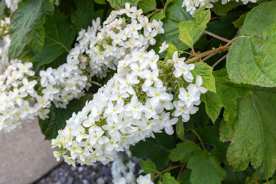 Close up of beautiful hydrangea flowers in the garden blooming at the hydrangea temple in early summer.