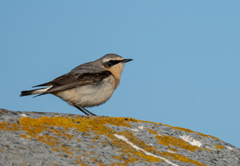 Northern Wheatear perched on a rocky island in sunlight......