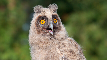 great owl