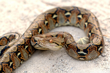 Raticulathus python snake in the ground