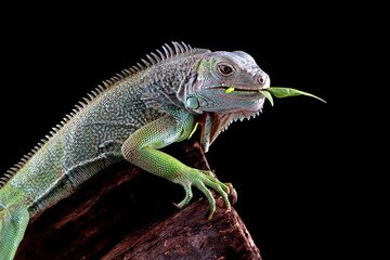 Green iguana with black background