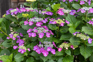 Beautiful pink lacecap hydrangea flowers blooming in the hydrangea temple in early summer.